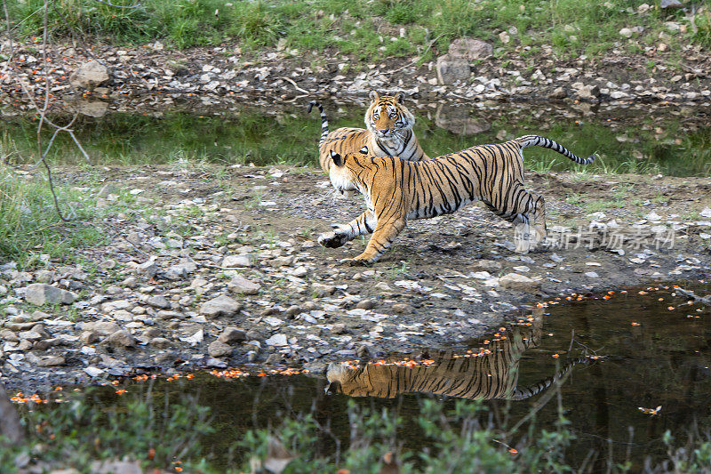 ranthambore国家公园里的孟加拉虎(Panthera tigris tigris)